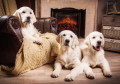 Filhotes de Golden Retriever