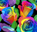 Rosas do Arco-íris