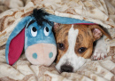 Staffordshire Terrier com Seu Brinquedo Favorito