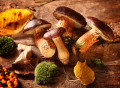 Cogumelos Boletus
