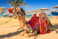 Camelo de Hurghada, Egito