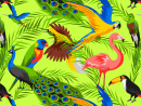 Aves Tropicais