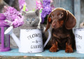 Filhote de Cachorro Dachshund e Gatinho Escocês