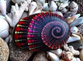 beautiful shell