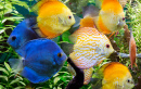 Peixes Coloridos no Aquário