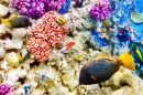 Corais e Peixe Tropical