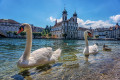 Cisnes Nadando em Luzern, Suíça