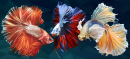 Betta Splendens