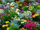 flower_garden