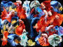 Betta Splendens