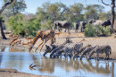 Poço D'água Talamati, Parque Nacional de Kruger, África do Sul