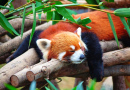 Panda Vermelho Dormindo numa Árvore