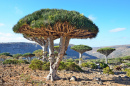 Árvores de Dragão, Ilha de Socotra, Iêmen