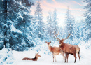 Família de Veados Nobres em uma Floresta de Inverno