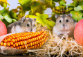 Pequenos Hamsters