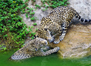 Jaguares se Divertindo na Lagoa