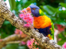 Lorikeet do arco-íris em uma Árvore Corymbia