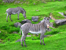 Zebras no Parque Nacional