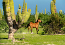 Cavalo Selvagem na Baja California Sur