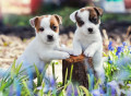 Filhotes de Jack Russell Terrier