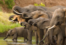 Uma Manada de Elefantes Africanos