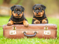 Filhotes de Rottweiler