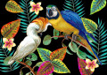 Pássaros Tropicais