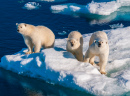 Mãe Urso Polar e seus Filhotes