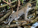 Leopardo na Árvore