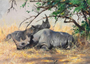 Dois Rinocerontes Descansando
