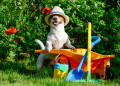 Jack Russell Terrier no Jardim