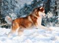 Husky Siberiano Salta na Neve