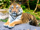 Tigre de Sumatra no Parque de Safari