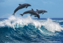 Golfinhos Saltando sobre Ondas Quebrando, Havaí