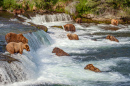 Ursos Pardos Pescando Salmão na Cachoeira de Brooks