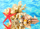 Corais e Conchas Marinhos