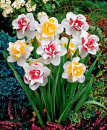 colorful daffodills