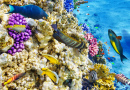 Mundo Subaquático com Corais e Peixes Tropicais