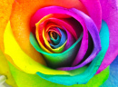 Rosa de Arco-íris Vista de Perto