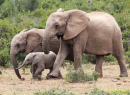Família de Elefantes Africanos
