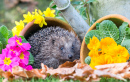 Hedgehog no Jardim