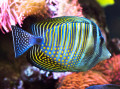 Tang de Sailfin