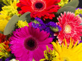 Gerberas