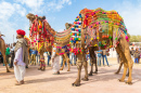 Camelos Decorados em Bikaner, Índia