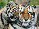 Tigre Siberiano com um Filhote