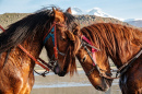 Cavalos na Beira do Lago