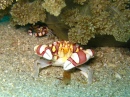 Lissocarcinus Laevis, Filipinas