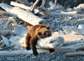 Urso-pardo, Costa do Mar de Okhotsk