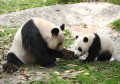 Pandas Gigantes