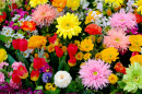 Flores Vibrantes